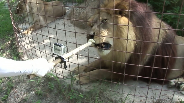 VIDEO: Lav koji voli sladoled!