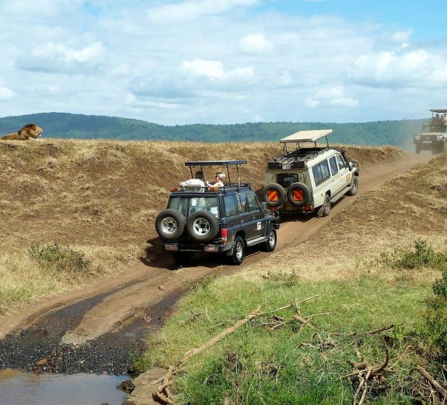 Kako da se pripremite za vaš prvi safari sa Zanzibara?