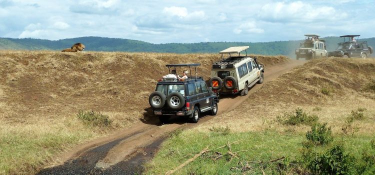 Kako da se pripremite za vaš prvi safari sa Zanzibara?